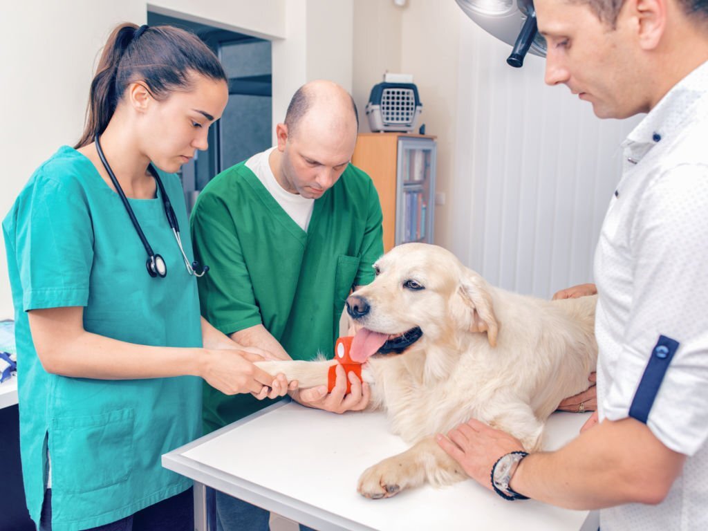 Easiest Vet Schools to get into Worldwide All you need to Know